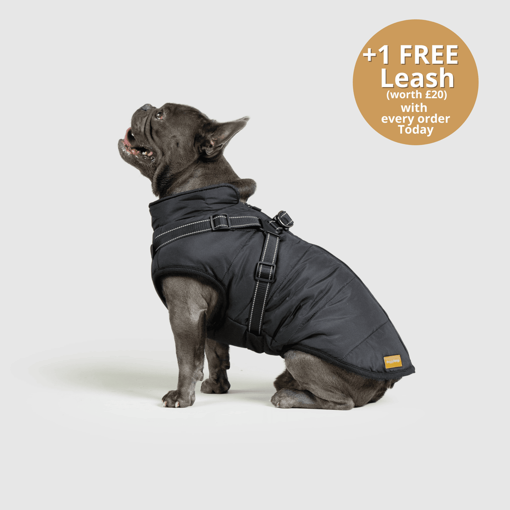 Dog 3 in 1 Jacket