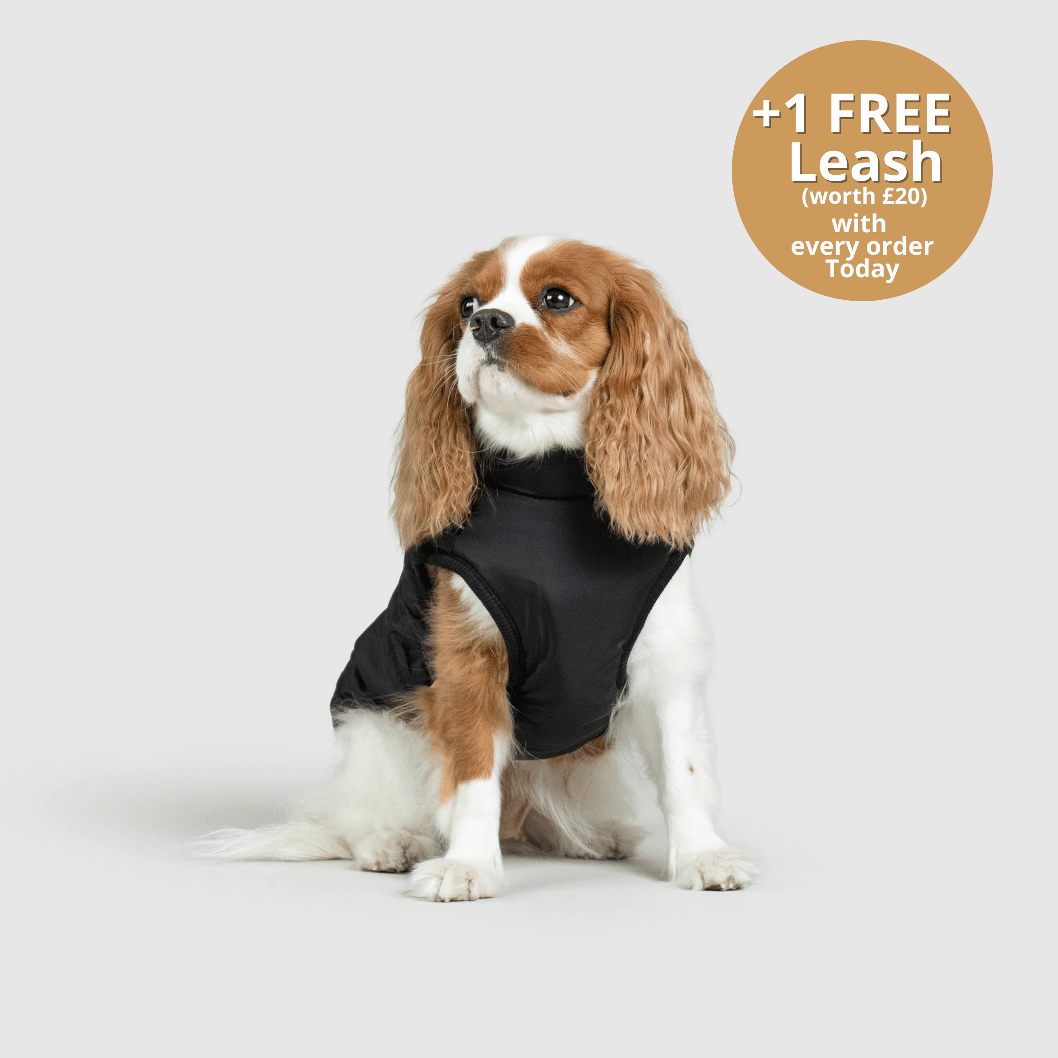 Dog 3 in 1 Jacket