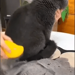 3-in-1 Cat Steam Brush: Ultimate Grooming & Massage Tool