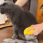 3-in-1 Cat Steam Brush: Ultimate Grooming & Massage Tool