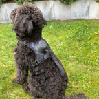 FlexBuddy™ 2 in 1 Harness & Leash