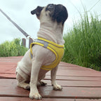 Pet Outgoing Harness