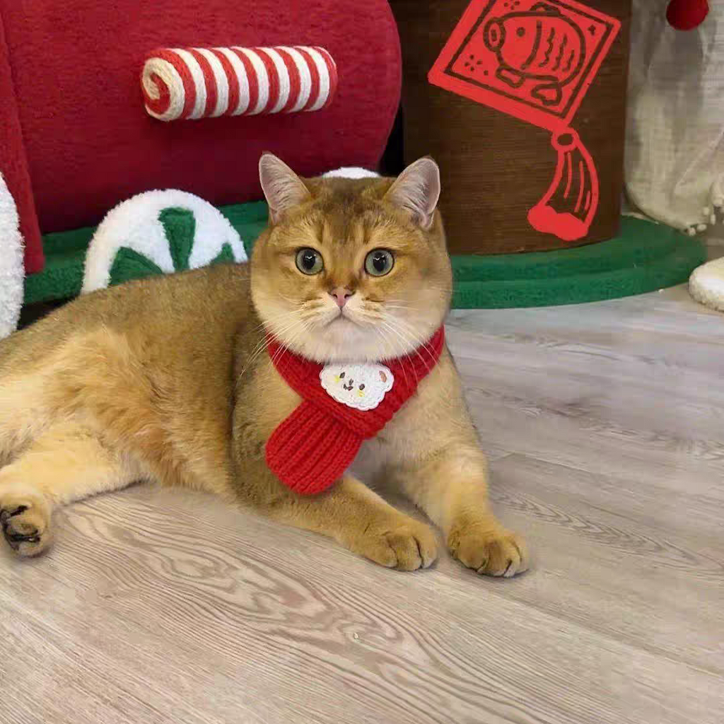 Small Pet scarf 🧣