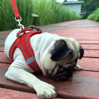 Pet Outgoing Harness